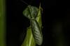 Choeradodis rhombicollis